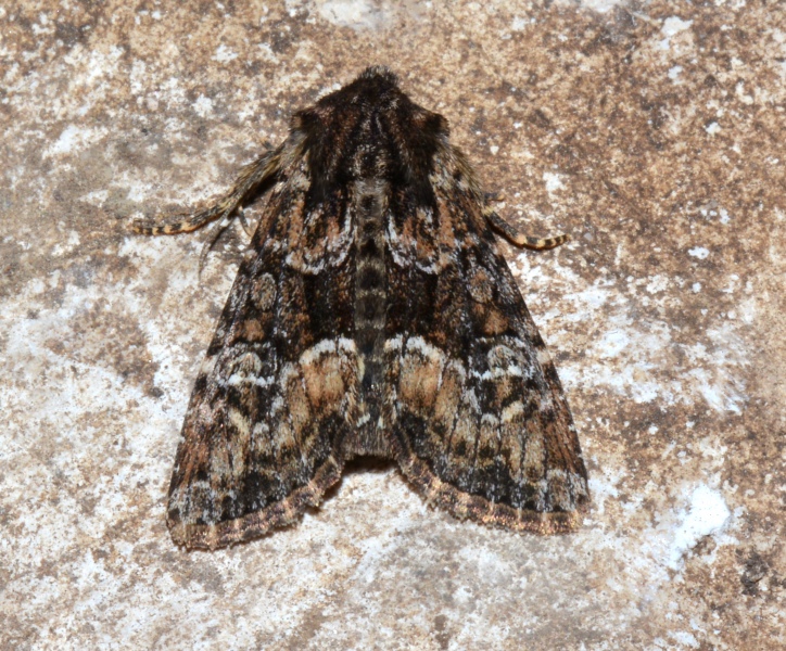 Due Apamea: A. illyria e A. sublustris - Noctuidae